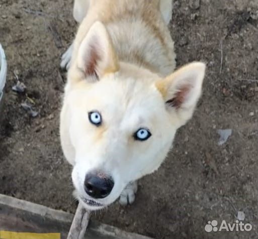 Очень добрая, метис хаски,молоденькая