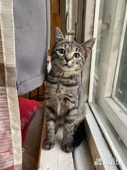 Котенок девочка