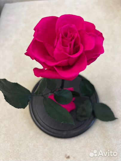 Роза в колбе