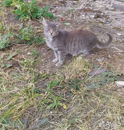 Котёнок мальчик