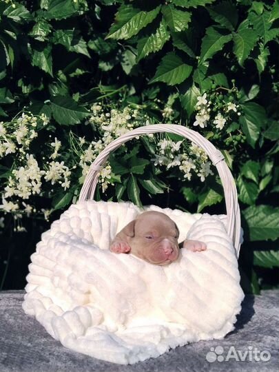 Американские булочки