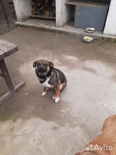 Собака в добрые руки отдам бесплатно