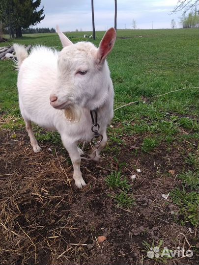 Козел зааненский, 7 месяцев