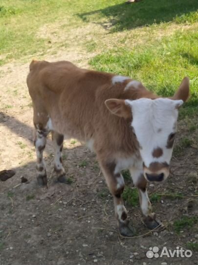 Два бычка одна тёлка