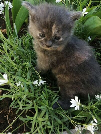 Котята девочки