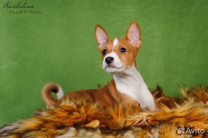 Басенджи щенки РКФ, привиты, приучены