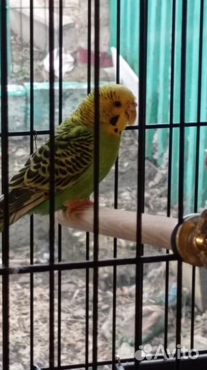 Продам попугая вместе с клеткой
