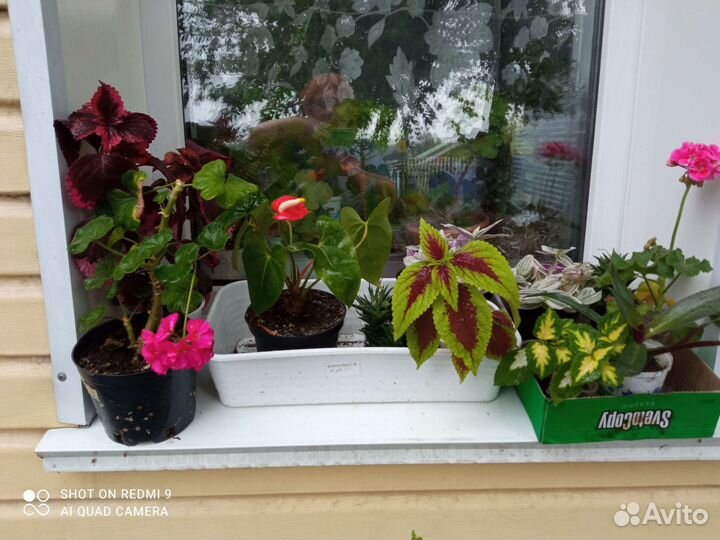 Комнатные цветы