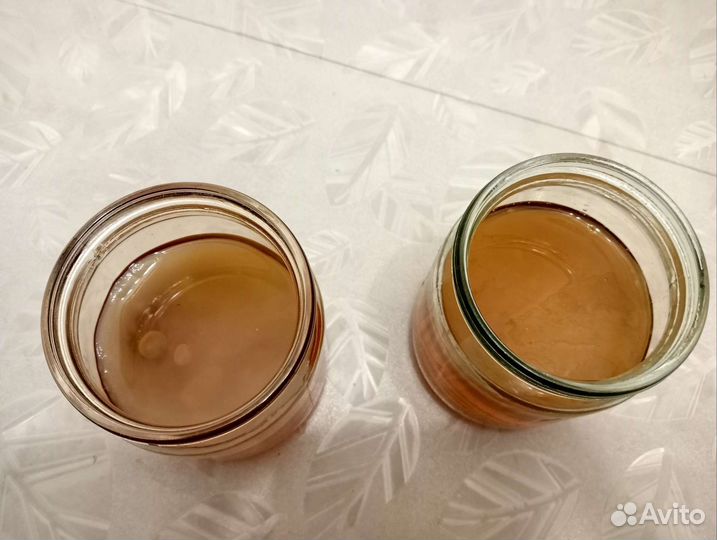 Чайный гриб