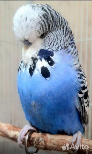 Выставочный волнистый попугай чех