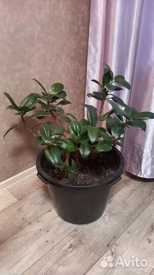 Фикус каучуконосный