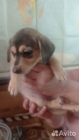 Домашние животные собаки щенки