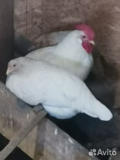 Продам петушков