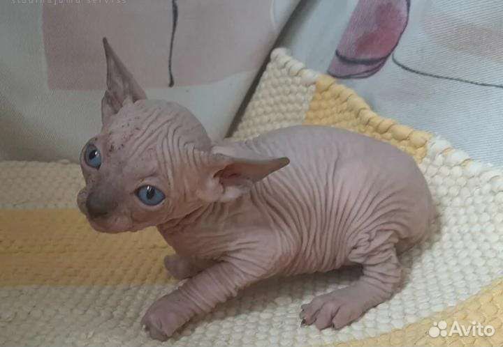 Канадский сфинкс котенок