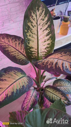 Диффенбахия тропикана