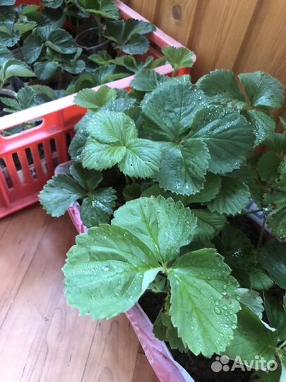 Саженцы клубники