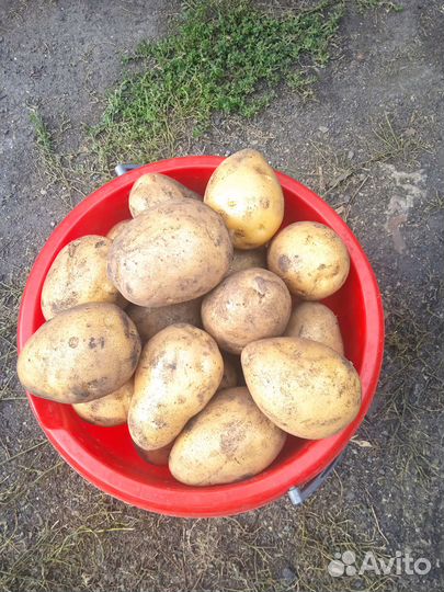Продам картофель