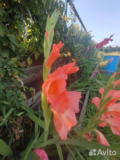 Гладиолусы