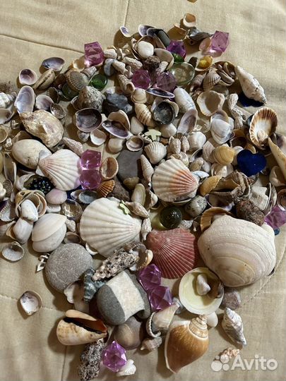 Ракушки морские