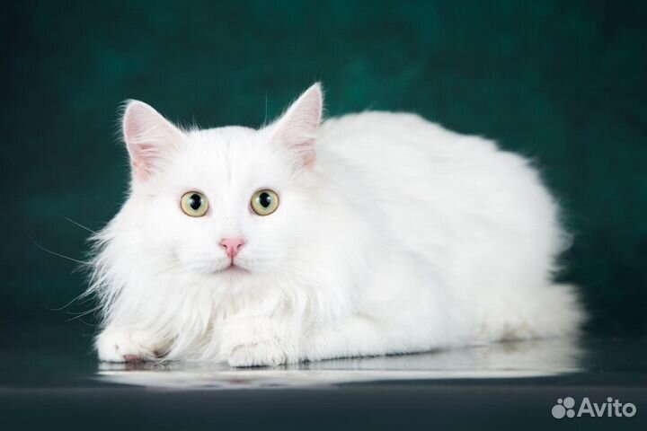 Белоснежный котенок Сахарок ищет дом