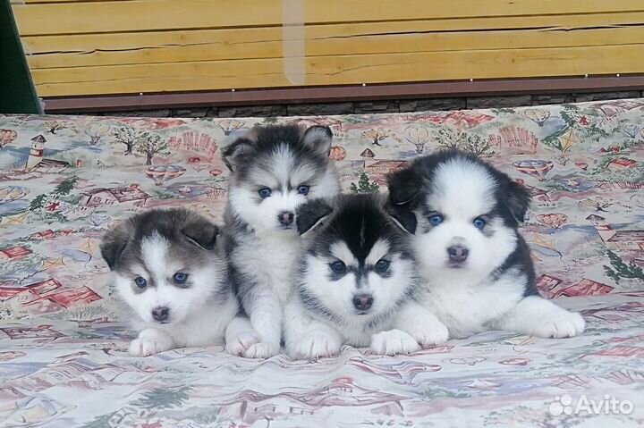 Помски