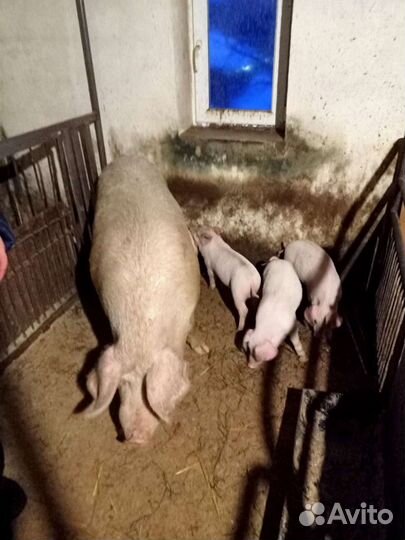 Поросята