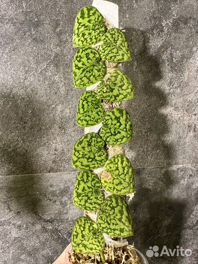 Сциндапсус snake scale yellow