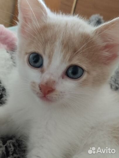 Котята в добрые руки бесплатно