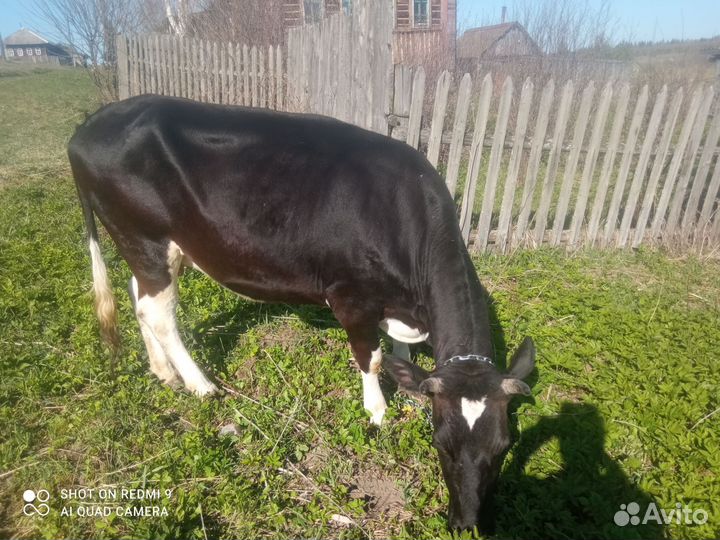 Продать корову на мясо