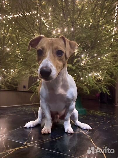 Вязка/случка кобель джек рассел