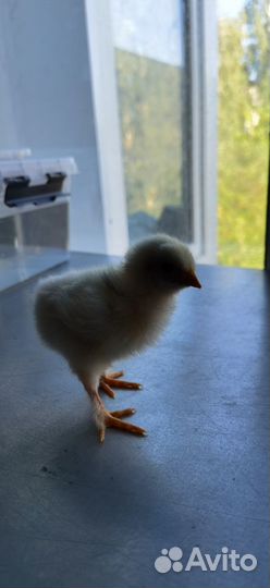 Яйца инкубационные помесные от домашних кур