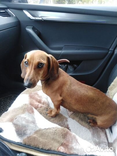 Кроличья такса