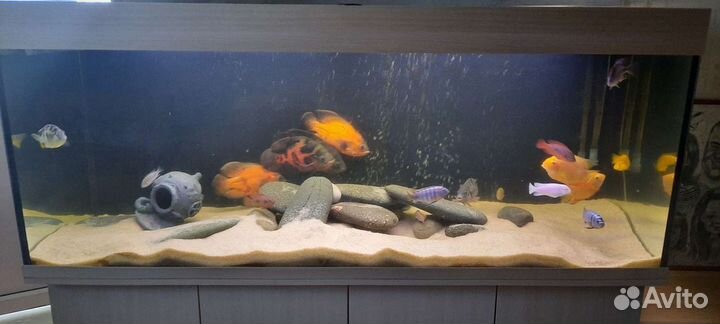 Аквариум