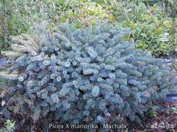 Ель мариорика Мачала