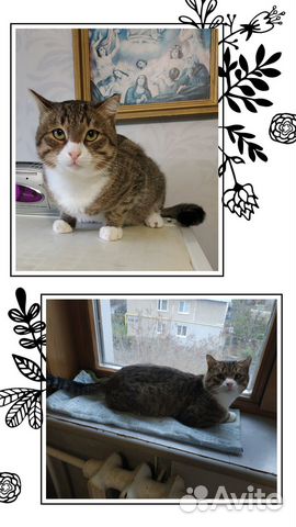 Молодой котик в добрые руки