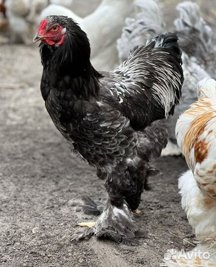 Породные куры