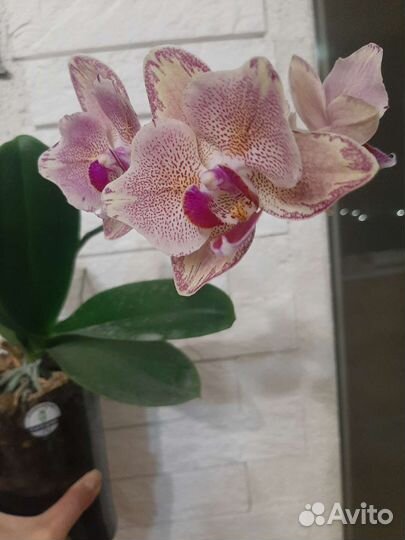 Орхидея фаленопсис