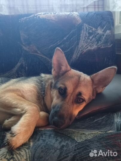 Добрая Бася в добрые руки