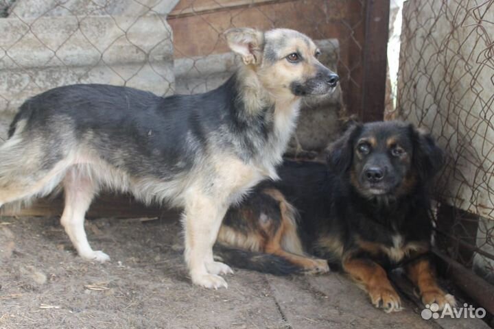 Собака в добрые руки