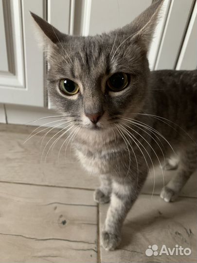 Кошка в дар бесплатно