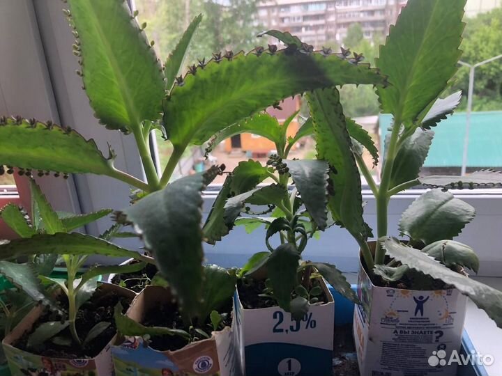 Каланхоэ лечебное