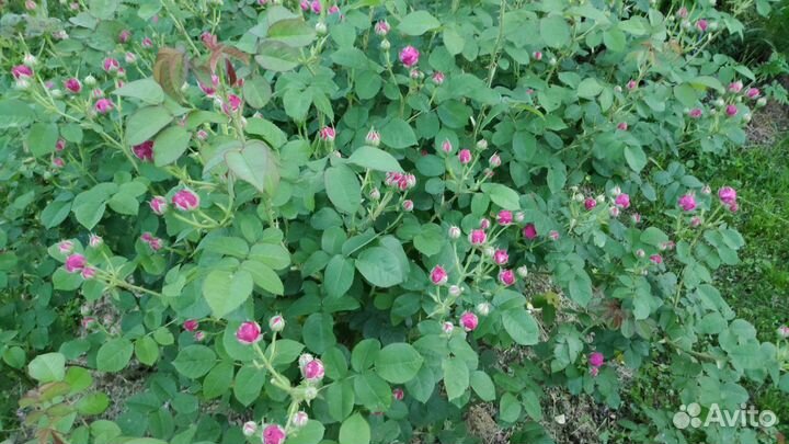 Саженцы розы Дамасской