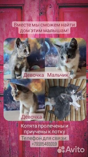 Отдам котят в добрые руки