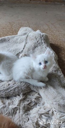 Красивые котята