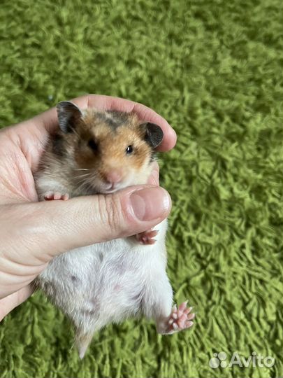 Сирийский хомяк девочка красавица пятнистая
