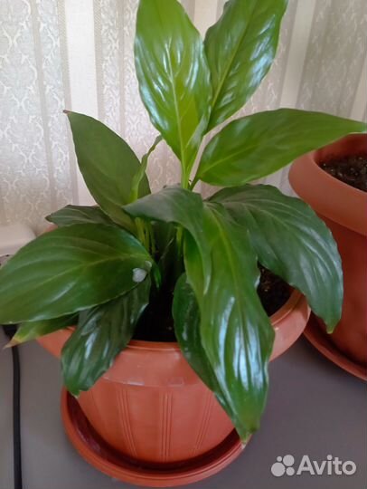 Комнатные цветы