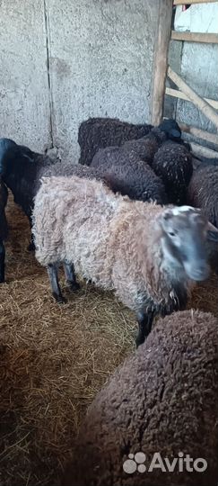 Баранчики дорпер