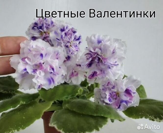 Фиалка