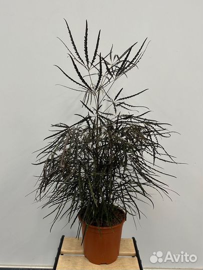 Шеффлера дизиготика