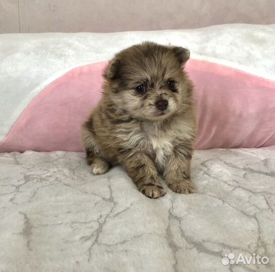 Щенки шпица